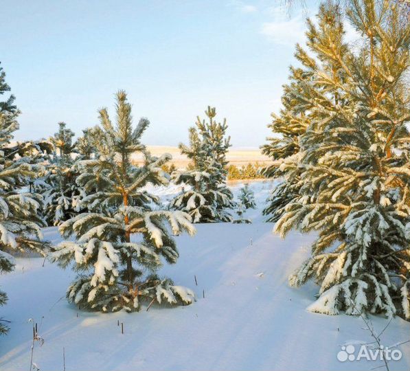 Саженцы ёлок лесных 5-7 летних на пересадку