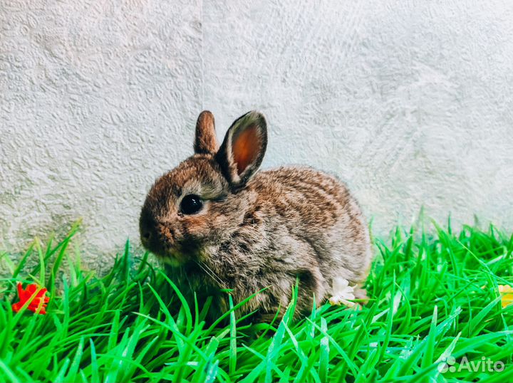 Карликовый кролик - размером с ладонь