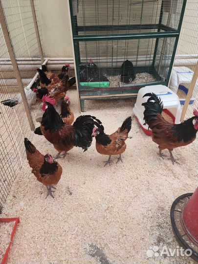 Куры несушки
