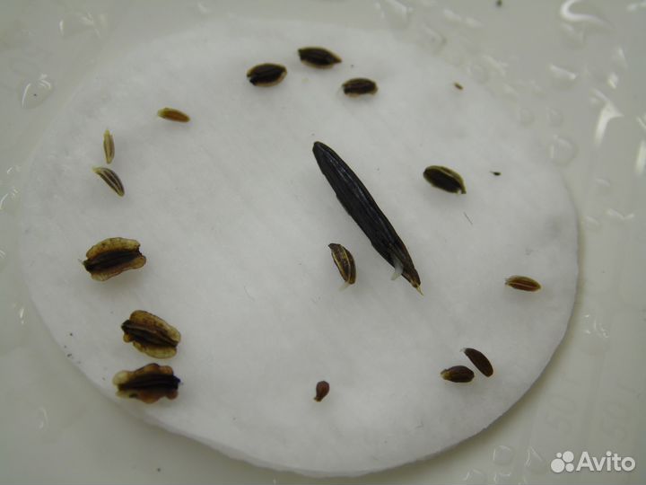 Семена растений (культурные, дикоросы)