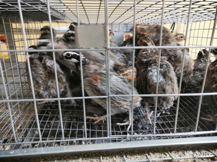 Перепелиный помет