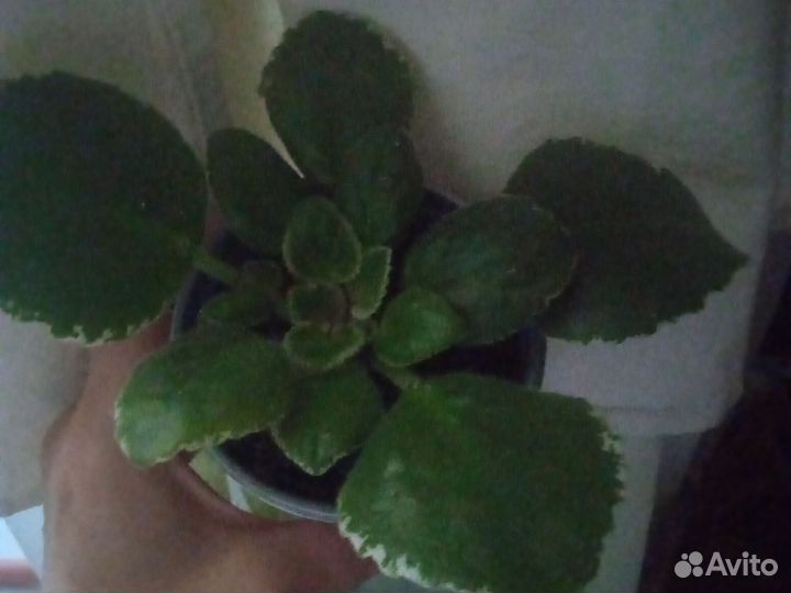 Фиалки,уже цвели