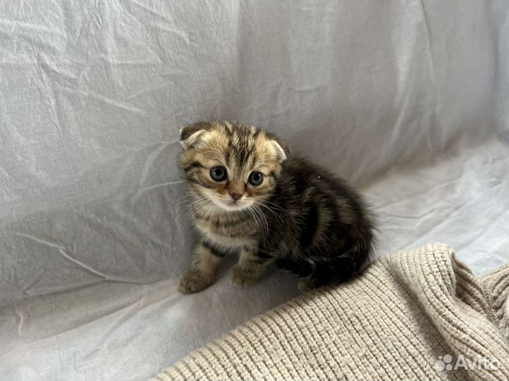 Шотландский котенок девочка
