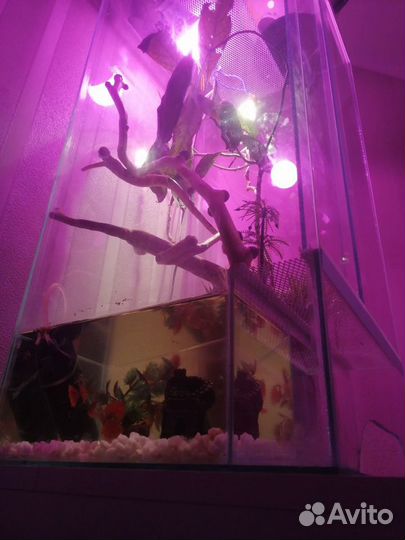 Террариум-аквариум с хамелеоном и рыбками