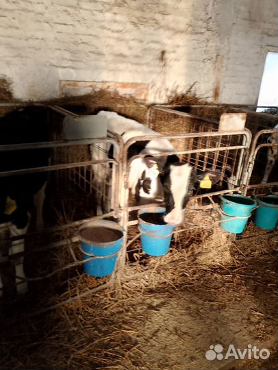 Телята бычки(доставка)