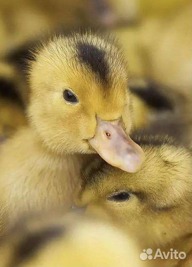 Утята муларды