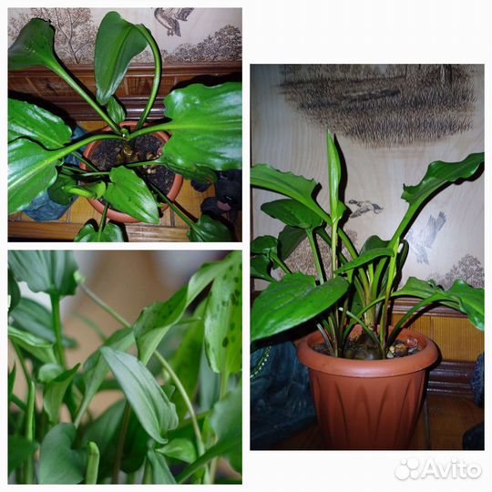 Дримиопсис,декабрист,пеперомия