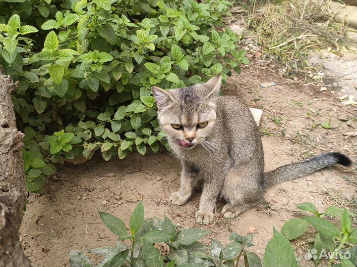 Нашел кошку чья отпишитесь