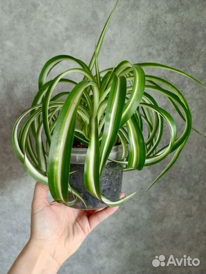 Хлорофитум кудрявый в 1 л