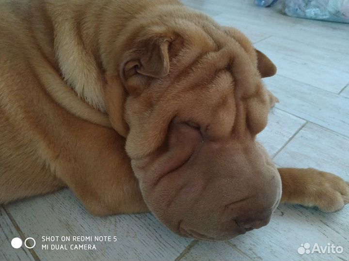 Шарпей вязка