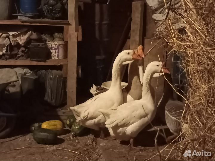 Холмогорские гуси