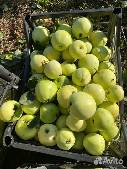 Яблоки Белый налив сьемные