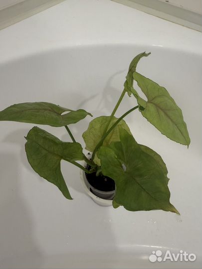 Сингониумы сортовые