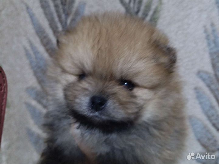 Щенки шпица