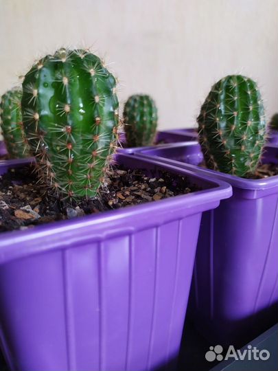 Кактус эхинопсис