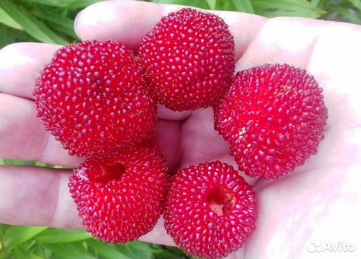 Саженцы для оптовиков и в розницу