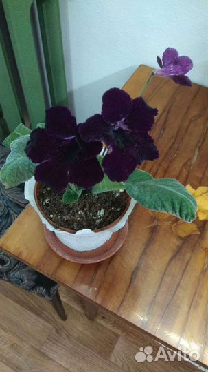 Молодой стрептокарпус