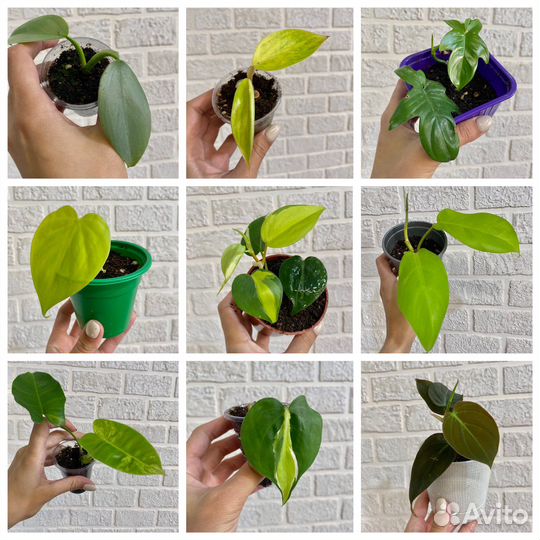 Филодендроны