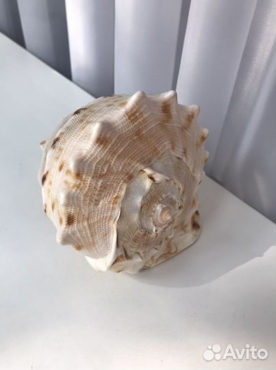 Большая морская раковина ракушка