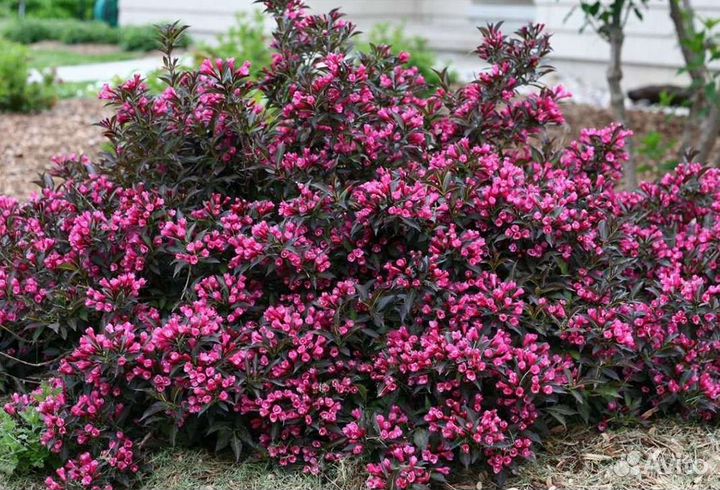 Нана пурпурея