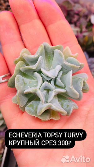 Суккуленты