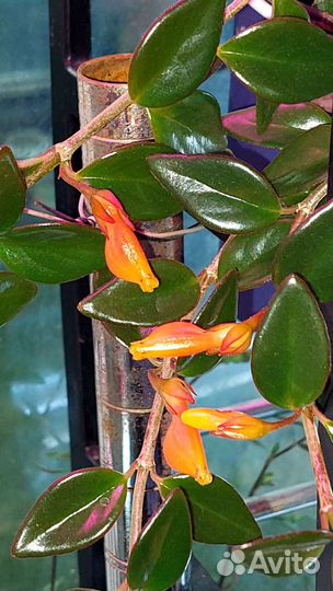 Нематантус. Золотая рыбка