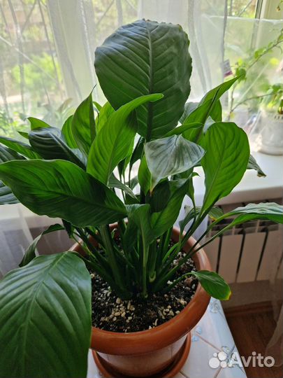 Спатефиллум (Женское счастье )