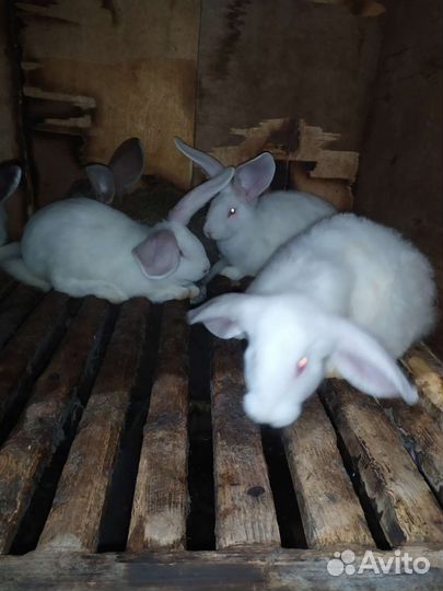 Продам кроликов