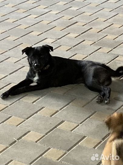 Щенки в дар