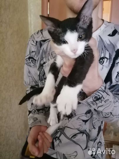 Котята сфинкс