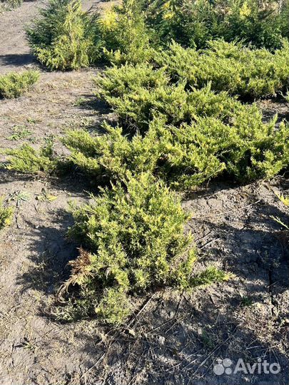 Можжевельник казацкий голубой