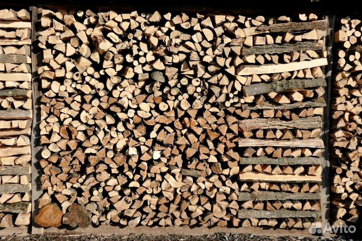 Береза на выбор