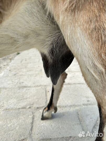 Коза дойная нубийской породы