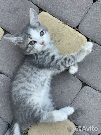 Кошка