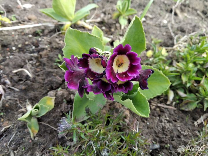 Первоцветы