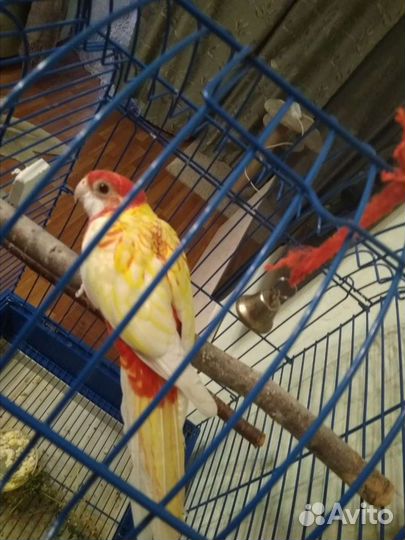 Попугай розелла