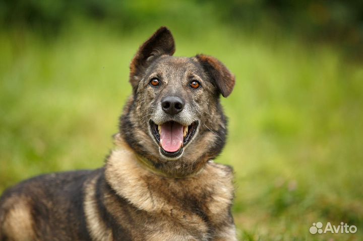 Малыш - лучший друг из приюта