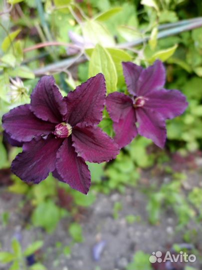 Клематис 