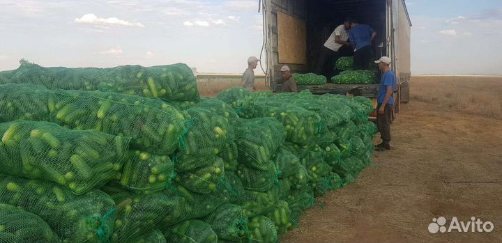 Огурцы грунтовые на Соленья Урожай 2024г