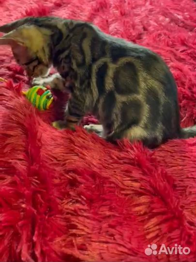 Шелковые бронзовые малыши