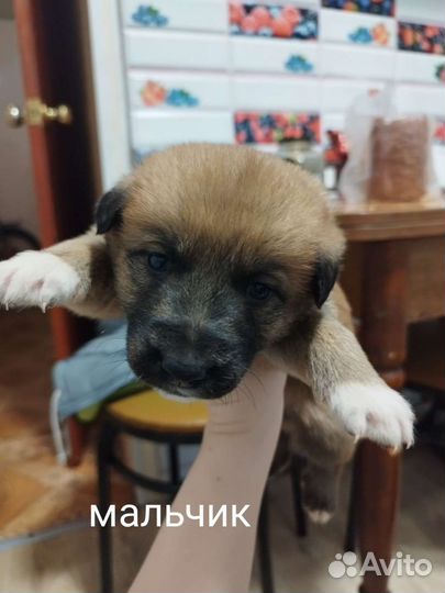 Щенки в добрые руки