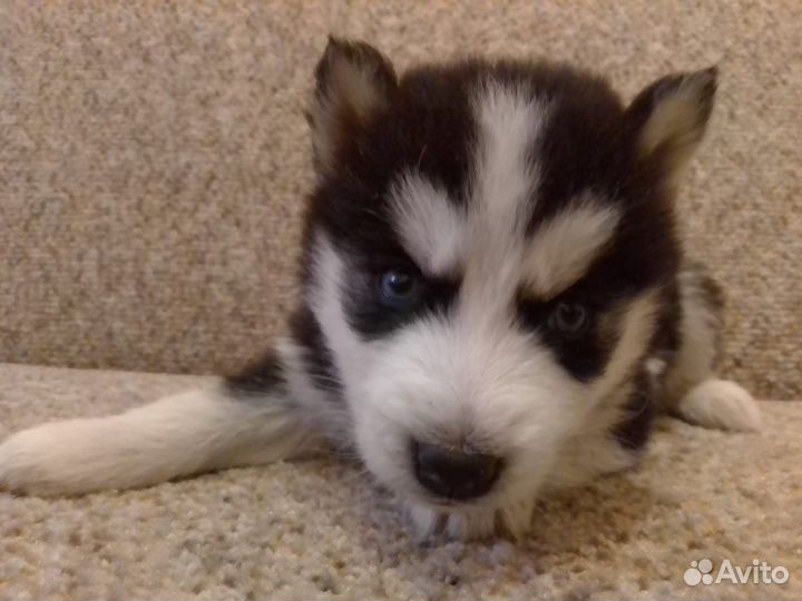 Щенки хаски