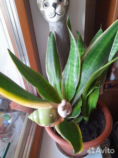 Сансевиерия сортовая