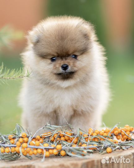 Очаровательные малыши