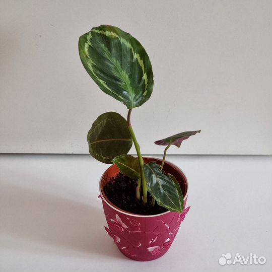 Калатея медальон цветок комнатное растение