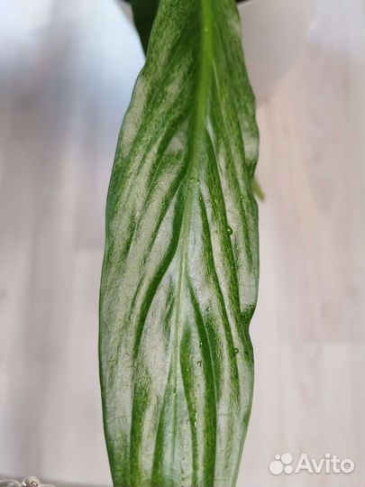 Спатифиллум сильвер купидо