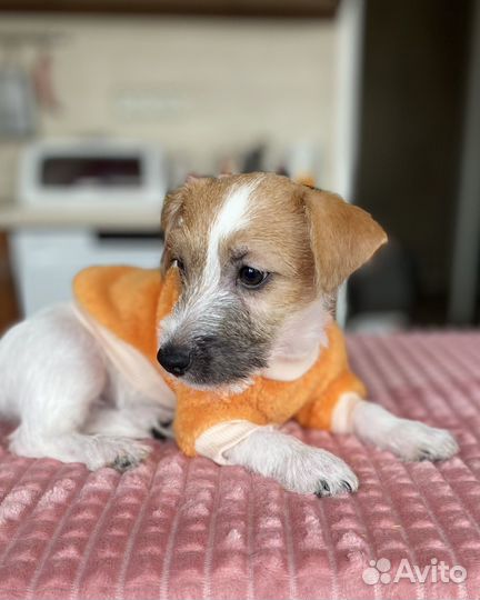 Щенок джек рассел (девочка)
