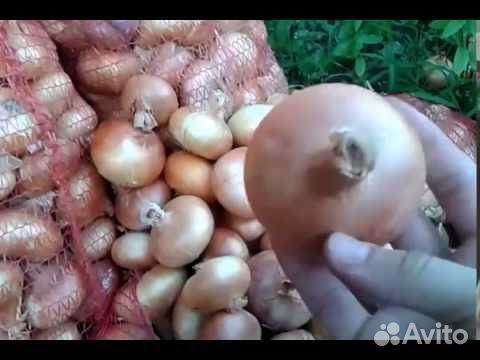 Лук репчатый оптом от 20 тонн