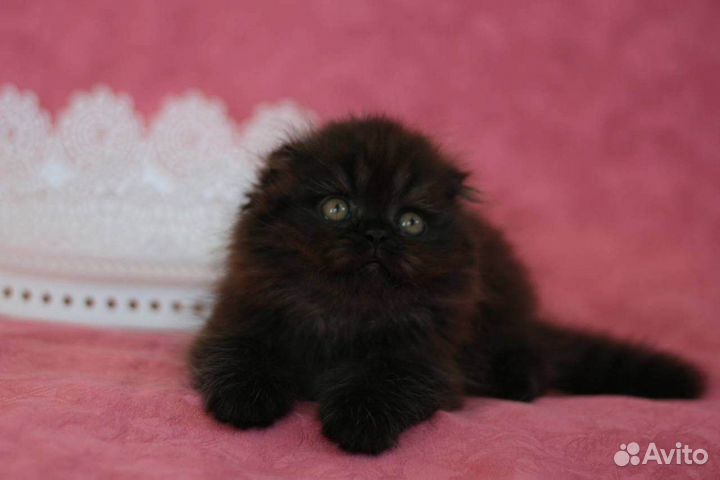 Шотландская вислоухая