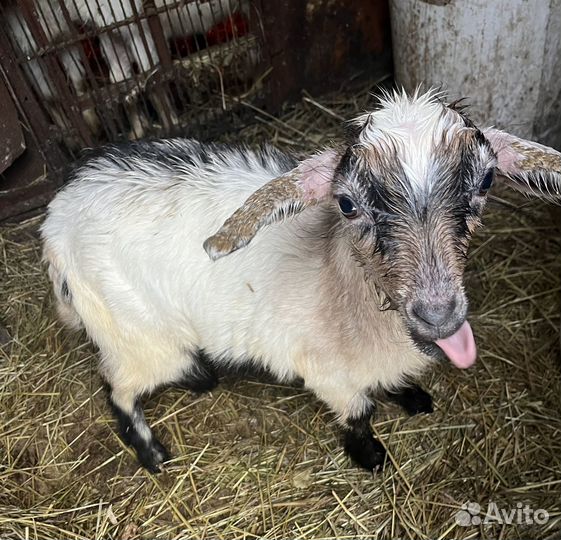 Козлята